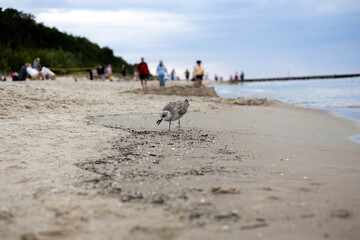 morze, woda, Bałtyk, plaża, zachód, chmury, 