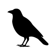 Black silhouette of a crow standing against a solid white background plane