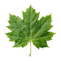 Fototapeta premium Dewdrops on a Green Maple Leaf
