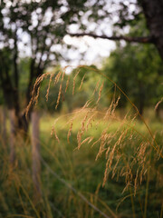 Close up of yellow straw in the woods