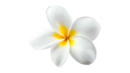 Single Plumeria Blossom with Yellow Center isolated on a Transparent or white Background