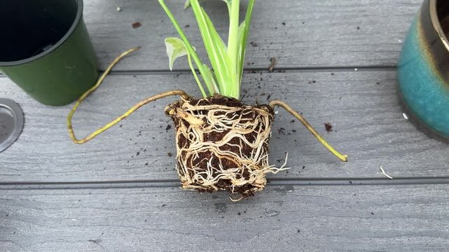 Closeup of Monstera plant with roots exposed after removal from old pot, lying on wooden surface, showing detailed root system before transplanting into a new container for healthy indoor growth.