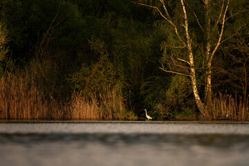A white heron on the pond. A great egret is hunting in the pond. A white bird with a long neck can be found near the water.