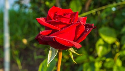 A vibrant red rose in a garden setting