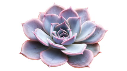 Succulent Plant with Rosette Shape isolated on a Transparent or white Background