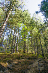 Fototapeta premium In a serene forest bathed in the bright afternoon light, majestic trees stretch their branches high toward the clear blue sky