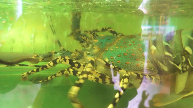 Lobsters live behind the glass window of the seafood store. Malaysia, Borneo