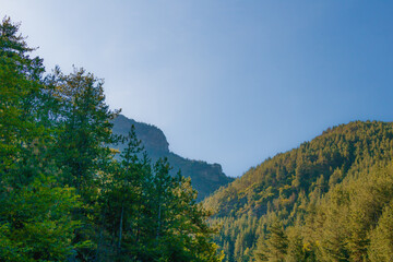Scenic mountain landscape with pine forest and rocky ridge under clear blue sky on a bright sunny summer day