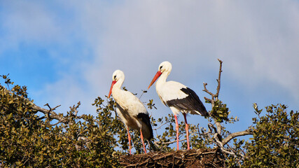 pair of white stork, Ciconia ciconia, resting on tree nest