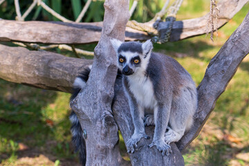 Obraz premium Olomouc, Czech Republic – March 23, 2025: Animals in the zoo. Ring-tailed lemur (Lemur catta)