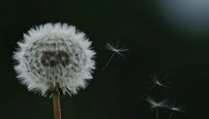 A dandelion seed head, seeds dispersing