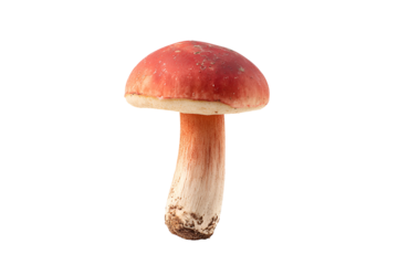 Red mushroom isolated on black background nature fungus botany wild food