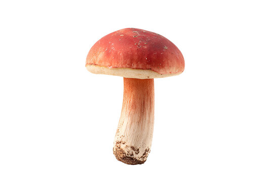 Red mushroom isolated on black background nature fungus botany wild food - Powered by Adobe