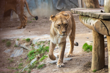 Obraz premium Olomouc, Czech Republic – March 23, 2025: Animals in the zoo. Barbary lion.
