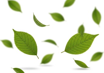 Obraz premium Scattered green leaves isolated on white background