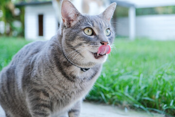 cute gray tabby cat sitting in grass licking lips