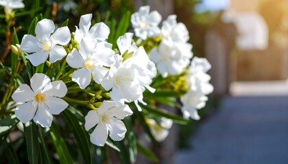 Elegant white oleander blossoms, a vision of purity and serenity outdoor