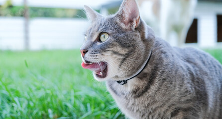 cute gray tabby cat sitting in grass licking lips