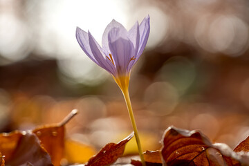 The fragile elegance of a single autumn crocus is captured in this macro shot. The lilac flower...