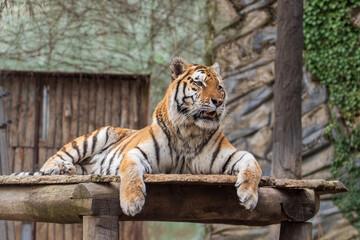 Obraz premium Olomouc, Czech Republic – March 23, 2025: Animals at the zoo. A tiger rests in the fresh air in an enclosure