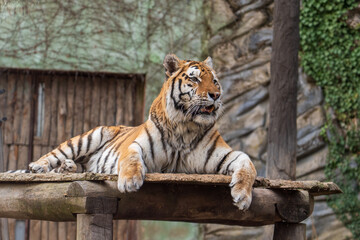 Olomouc, Czech Republic – March 23, 2025: Animals at the zoo. A tiger rests in the fresh air in an enclosure