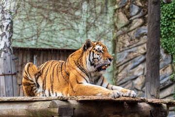 Olomouc, Czech Republic – March 23, 2025: Animals at the zoo. A tiger rests in the fresh air in an enclosure