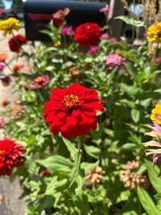 Close-Up of Zinnia Flowers
