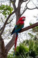 Vibrant ara parrot perched on a branch amidst lush greenery, showcasing its colorful feathers and majestic wingspan in a tropical environment with copy space