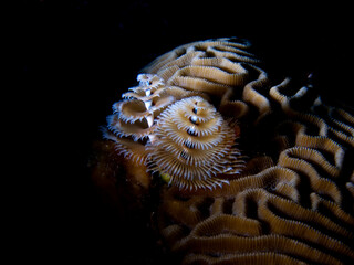 Christmas tree worm (spirobranchus giganteus) in Utila