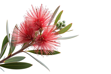 Vibrant red callistemon flower with green leaves on black background close-up botanical image