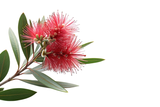 Vibrant bottlebrush flowers on black background showcasing natural beauty and vivid red blossoms