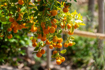 Orange fruits hanging from lush green branches in a sunlit garden, showcasing organic freshness and...