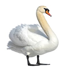 Obraz premium White swan profile