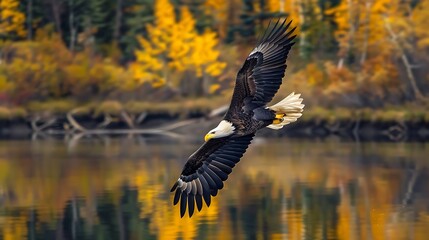Illustration of bald eagle soaring over a tranquil river in autumn, its wings spread wide against a backdrop of colorful foliage, embodying the spirit of the wilderness