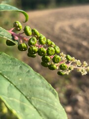 Green pokeweed berries on branch close up