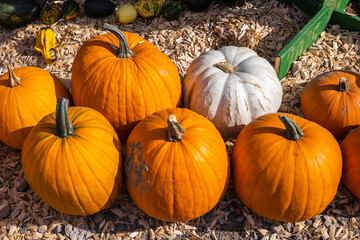 Large orange and white pumpkins standing on wood chips in sunlight. Bright autumn card background