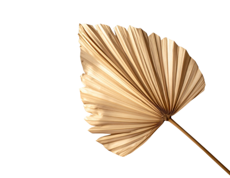Decorative Dried Palm Leaf for Boho Interior PNG