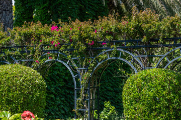 Naklejka premium Lush green Denia and Mediterranean garden featuring vibrant pink roses climbing on elegant trellises, surrounded by manicured hedges, creating a serene Mediterranean vacation atmosphere