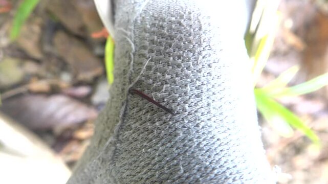 Land leeches are common in damp rainforests and spoil the lives of hikers. Mountain cloudy forest, hylea in Malaysia, Borneo, hill Gunung Kinabalu