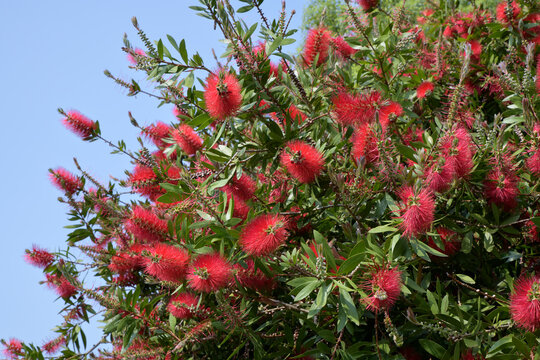 Joli arbres "rince bouteille" en Bretagne