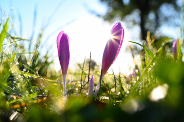 Blooming poisonous autumn crocuses with dew drops in an autumn meadow with sunshine and blue sky in...