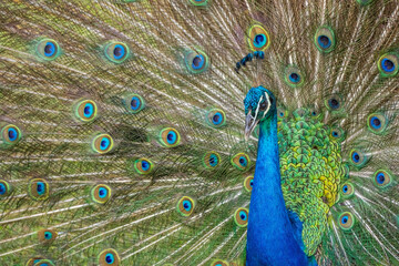 Obraz premium Peacock's Awesome Display - Kauai