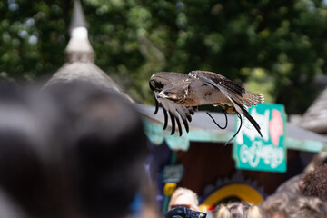 red tailed hawk flies with wings spread wide while an audience below watchs as it looks for prey