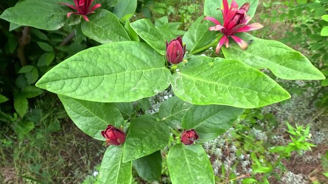 Calycanthus occidentalis - a close-up of red flowers against the background of green leaves of the plant