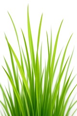 Closeup of fresh green grass isolated on white background