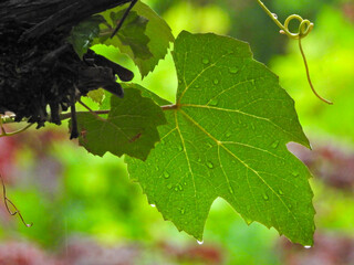 Gros plan sur une feuille de vigne sous la pluie