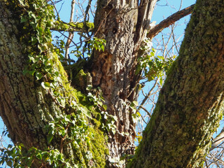 Mésange perchée sur un chêne blessé en hiver