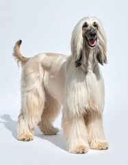 A striking image of a Afghan Hound, showcasing its long, flowing coat against a plain white backdrop.