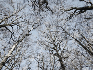 Branchages d’arbres en hiver