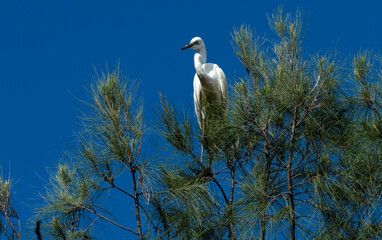 Great Egret (Ardea alba) perching on a tree